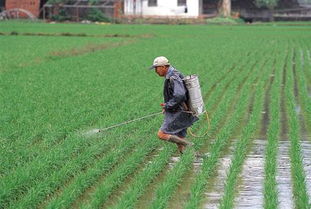 課外拓展 苗木種植的意義與實踐