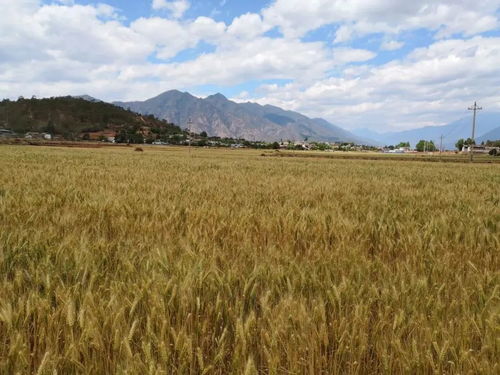 2021年麗江糧食生產(chǎn)總體平穩(wěn) 果蔬種植發(fā)展向好