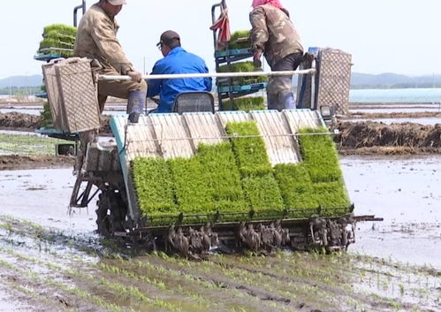 饒河縣搶農時忙插秧，苗木種植開啟農業發展新篇章