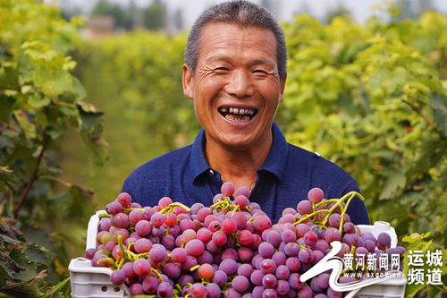 運城農商行精準扶持苗木種植與優質蔬果產業 拓展增收新路徑