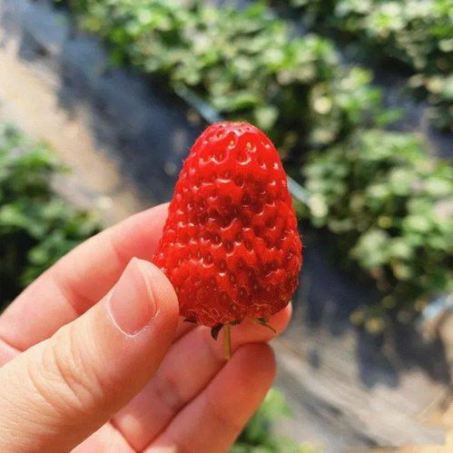 長春周邊8個秋季采摘好去處 吃喝玩樂全安排，苗木種植特色體驗