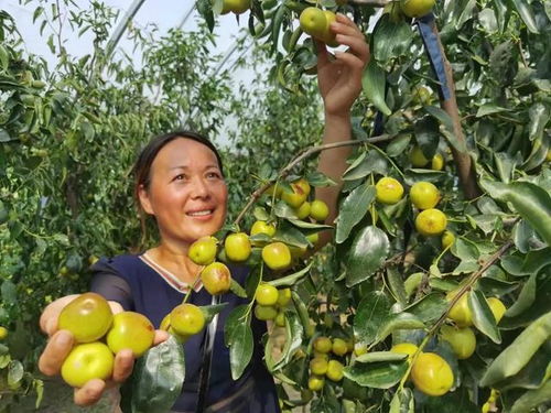 駐馬店市驛城區天中農業生態園 冬棗飄香，苗木種植助力綠色農業