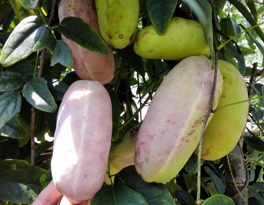 金谷八月瓜 優(yōu)質(zhì)果樹(shù)苗與種植技術(shù)解析