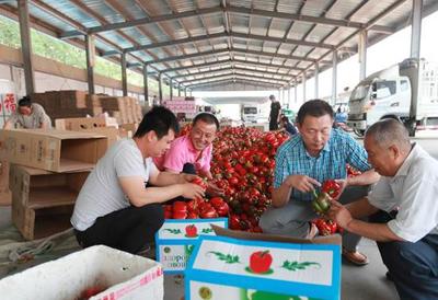 看！大棚果蔬發(fā)展新方向 苗木種植的崛起與未來(lái)