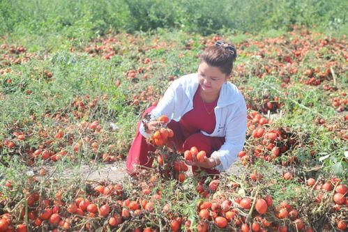 溫宿特色西紅柿與苗木種植 拓寬農(nóng)民致富增收新渠道
