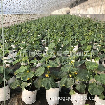 無(wú)土栽培新選擇 PE加厚黑白基質(zhì)種植袋助力果蔬種植