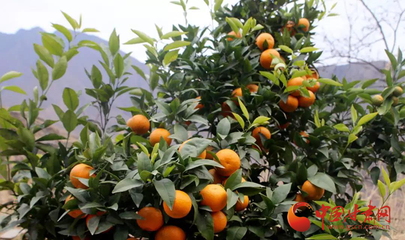 文縣 濟(jì)民山上柑桔紅 苗木種植鋪就致富路