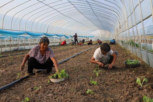 西二鋪 特色果蔬與苗木種植鋪就富民路