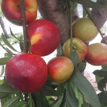 鄒城市思成果蔬種植專業(yè)合作社 綠色果蔬種植，品質與健康的守護者