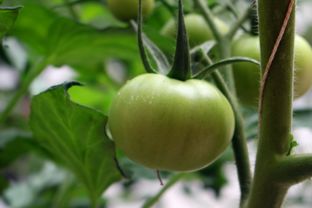 甘肅崆峒 綠色田園繪就果蔬種植新畫卷